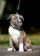 american staffordshire terrier puppy on a walk