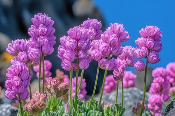 Fototapeta premium Pink flowers bloom brightly against a blue sky