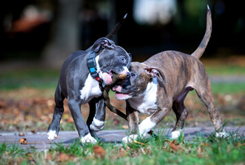 american staffordshire terrier puppy on a walk