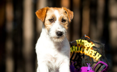 Jack Russell Terrier and halloween