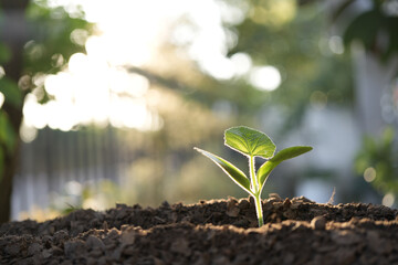 Small growing plant vegetable growing
