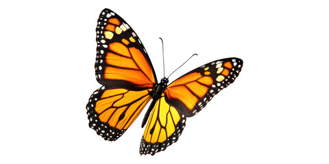 Obraz premium Vibrant monarch butterfly isolated on transparent background