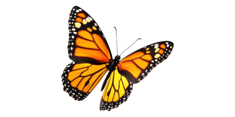 Vibrant monarch butterfly isolated on transparent background