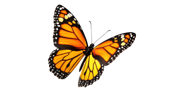 Vibrant monarch butterfly isolated on transparent background