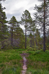 Varden viewpoint hiking trail views, fjord city of Molde mountain forests surrounded by ocean islands summer 2024, Norway Scandinavia Europe.