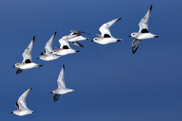 Grey Plover (Pluvialis squatarola) - Found in coastal areas, tidal flats, and sandy beaches across the world.