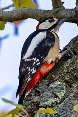 Great Spotted Woodpecker (Dendrocopos major) - Found in forests, woodlands, and parks across Europe and Asia.