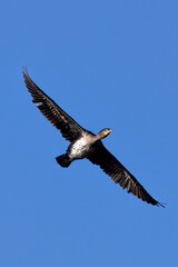 Great Cormorant (Phalacrocorax carbo) - Found in coastal areas, lakes, and rivers across Europe and Asia