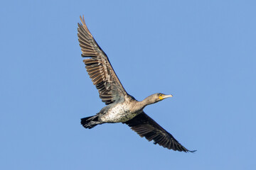 Great Cormorant (Phalacrocorax carbo) - Found in coastal areas, lakes, and rivers across Europe and Asia
