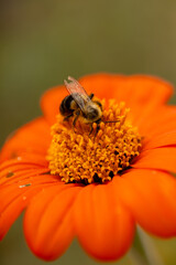bee on flower