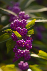 purple flowers in the garden