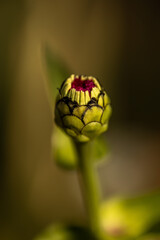 flower about to bloom