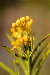 yellow flower on a green background