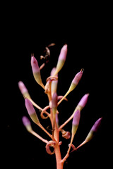 pink magnolia flower