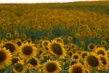 field of sunflowers in summer