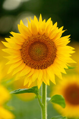 sunflower on the field