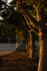 tree in the park at sunset