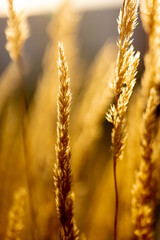 golden wheat field at sunset