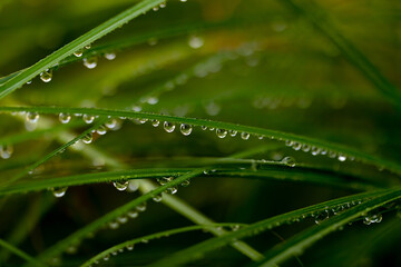 dew on a grass