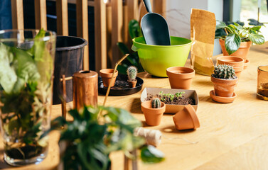 Pot plants on table in home