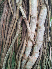 Ivy roots growing all over the tree trunk