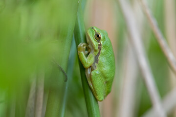 European tree frog, Hyla arborea, sitting on blade of grass with bright green background. Beautiful green amphibian in natural habitat, photographed in the dunes of the Netherlands.