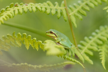 European tree frog, Hyla arborea, sitting on blade of grass with bright green background. Beautiful green amphibian in natural habitat, photographed in the dunes of the Netherlands.