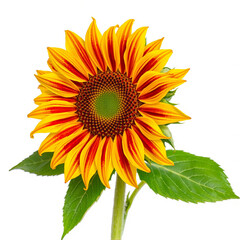 Obraz premium A vibrant golden yellow sunflower with warm red streaks, offering a natural, cheerful vibe. Ideal for summer, nature, and floral blogs or design elements with a vibrant touch.