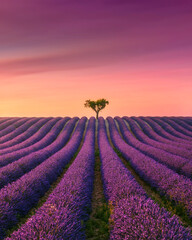 Blooming lavender field and trees at sunset in Valensole. Provence, France