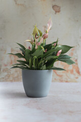 Pink anthurium flowers with green leaves in a grey pot. Ideal for floral magazines, editorial layouts, or product designs featuring tropical plants and botanical themes.