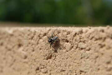 Petite araignée sur le muret d'une maison