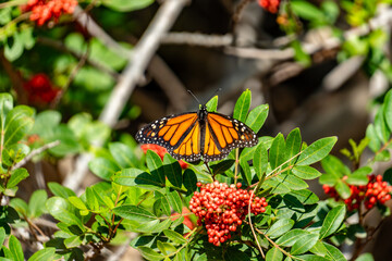 A butterfly is perched on a bush with red berries