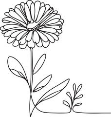 Elegant Line Drawing of Calendula Flower | Vector Art Inspiration