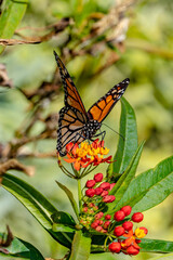 White spotted rose beetle A Beneficial Insect for Pollination and Organic Recycling Oxythyrea funesta