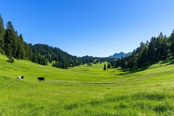 Fototapeta premium Cows graze in a serene green meadow surrounded by mountains on a clear sunny day. Generative AI