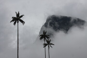 These iconic trees create a dramatic silhouette against the backdrop of the Andean mountains,...