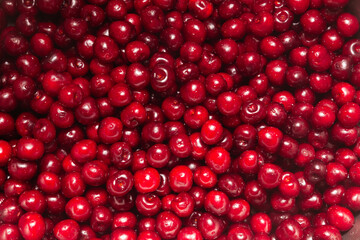 Heap of ripe red sweet cherries, close-up. Cherry background.