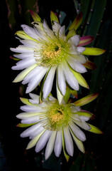 Cereus peruvianus cactus flowers