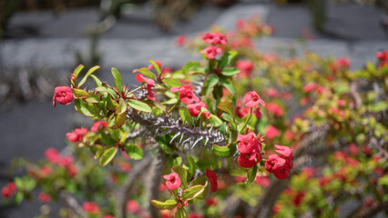 Euphorbia milii, also known as crown of thorns, thrives in lanzarote's cactus garden, showcasing its vibrant red flowers under the daylight.