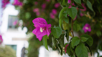 Bougainvillea glabra closeup in outdoor daylight, showcasing its vibrant pink flowers and green leaves in lanzarote, canary islands, against a lush background.