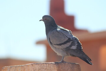 Gray Pigeon sitting on Roof Top Close Up