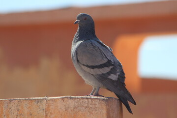 Gray Pigeon sitting on Roof Top Close Up