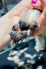 Close up of dog paw with overgrown nail of shih tzu dog. Paw with pads and nails that need care. Grooming, pet care and animal health concept