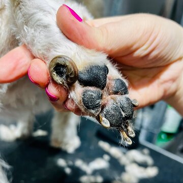 Close-up of a dog paw with an overgrown claw. Paw with pads and claws in need of care. Grooming, pet care and animal health concept