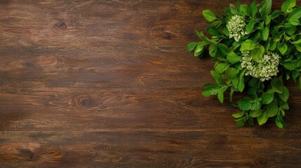 Overhead view of green plant on dark wood.  Perfect for spring/summer backgrounds