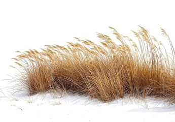 In the winter, there is an endless sea of tall grass on a white background