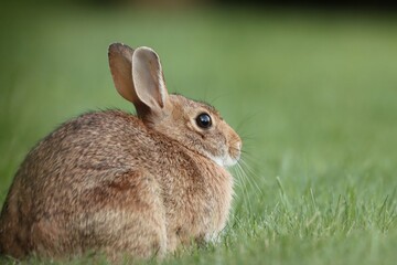 rabbit in the grass