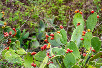 A cluster of prickly pear cactus with red fruit