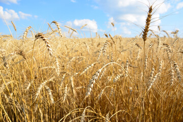 Wheat Field with ears of wheat and blue sky close up 