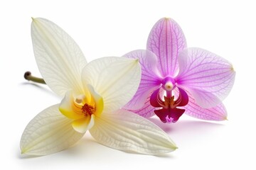 Fototapeta premium Isolated vanilla pod and orchid bloom against plain white background, plant, fruit